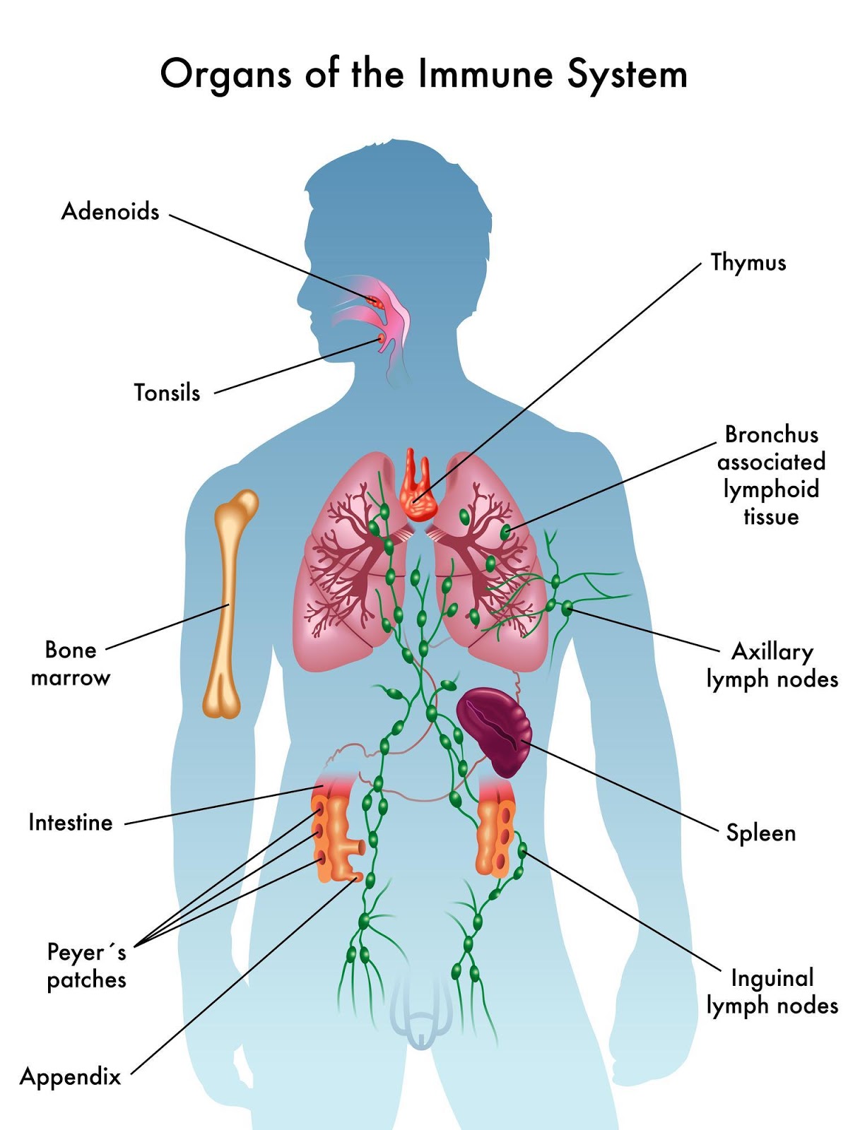 Cure For Cancer Guided Visualization To Provide Natural Healing