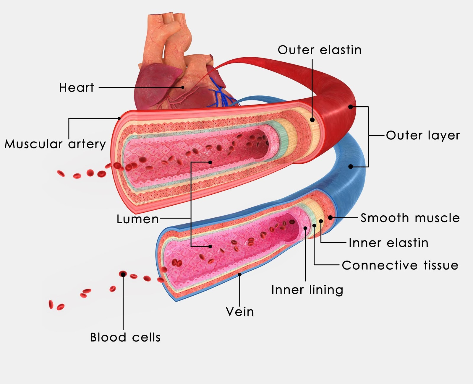 Veins and arteries
