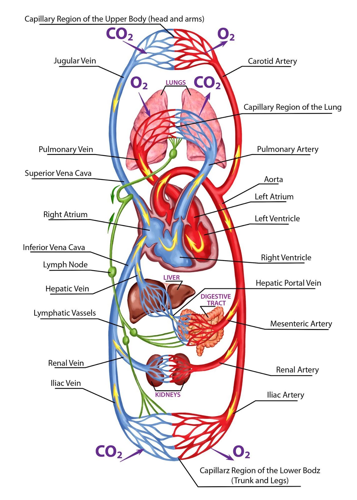 Show arteries and veins