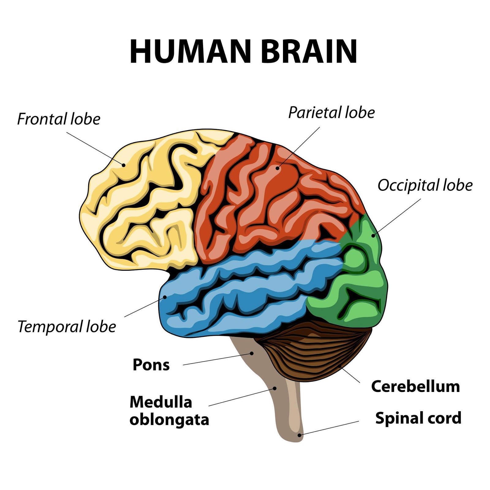 medulla oblongata